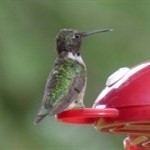 hummingbird(2)_Web(2).jpg