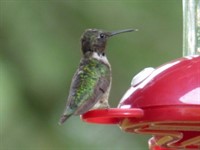 hummingbird(2)_Web(1).jpg